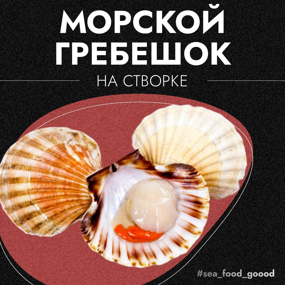 Морской Гребешок на створке купить в Москве и Московской области с  доставкой на дом